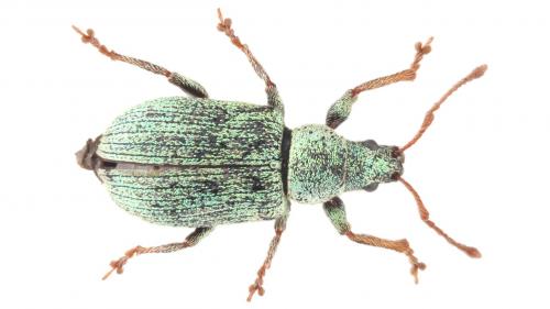 Réf. 248 584 : Phyllobius roboretanus